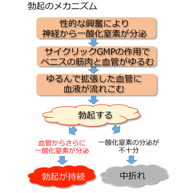 実体験 ゼファルリンが中折れやedに効果的な理由 噂の精力サプリ ゼファルリンの効果を確かめたい